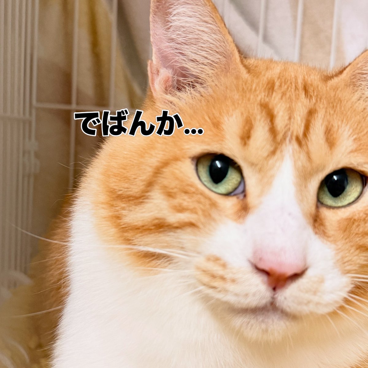 okhoneko's tweet photo. ＼ 10月4日の譲渡会 ／

シェルター組から、太郎と親方が参戦予定🐾

たぶん会場では、2匹とも固まります。
でも普段は、人が大好きなふたり。
会場だけでは分からない魅力があります。

ぜひ会いに来てください🐈

#保護猫 #里親募集 #北見市 #譲渡会 https://t.co/FLouRqHmzX