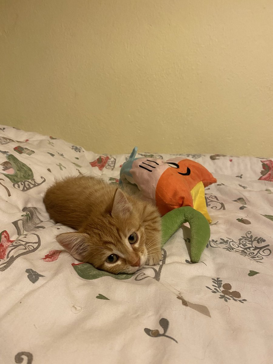 catrarixie's tweet photo. ❗️ankara içi kedi ilanı❗️

2.5 aylık sarman erkek kedi. bütün aşıları yapıldı tuvalet eğitimi var gırlamayı ve teması çok seviyor aşırı oyuncu. her gece koynunuzda uyur sabahları yüzünüzü temizler öyle salak bir şey. https://t.co/VUmrHXPydL