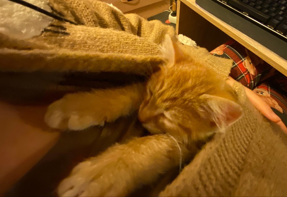catrarixie's tweet photo. ❗️ankara içi kedi ilanı❗️

2.5 aylık sarman erkek kedi. bütün aşıları yapıldı tuvalet eğitimi var gırlamayı ve teması çok seviyor aşırı oyuncu. her gece koynunuzda uyur sabahları yüzünüzü temizler öyle salak bir şey. https://t.co/VUmrHXPydL