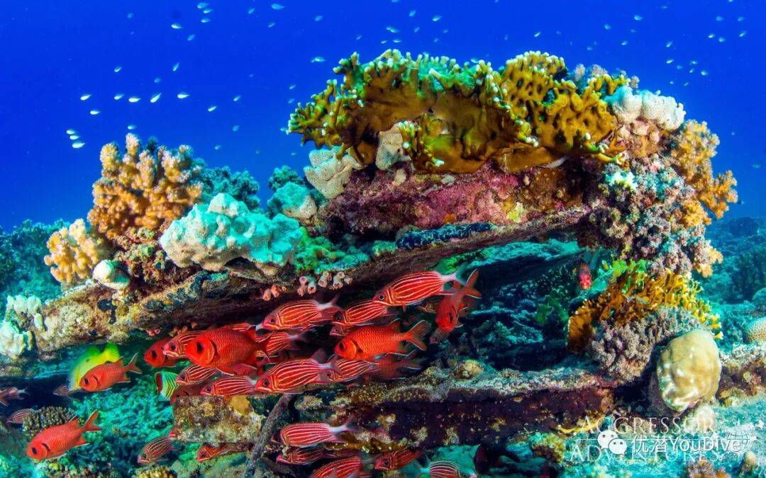 spark_steph_5ce's tweet photo. Look! The tiny coral reef here—this spot’s a hidden gem, wait till you see it. https://t.co/YSX9cYaRhx