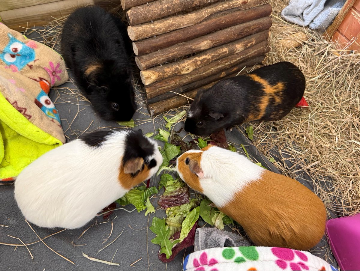 Raystede's tweet photo. Raystede’s All About Guinea Pigs Day is coming up! Join us on Saturday 17 October, 10am – 4pm.

Entry is free, but booking is essential: https://t.co/JT1C8rpADN https://t.co/xtYO6GI2Ho