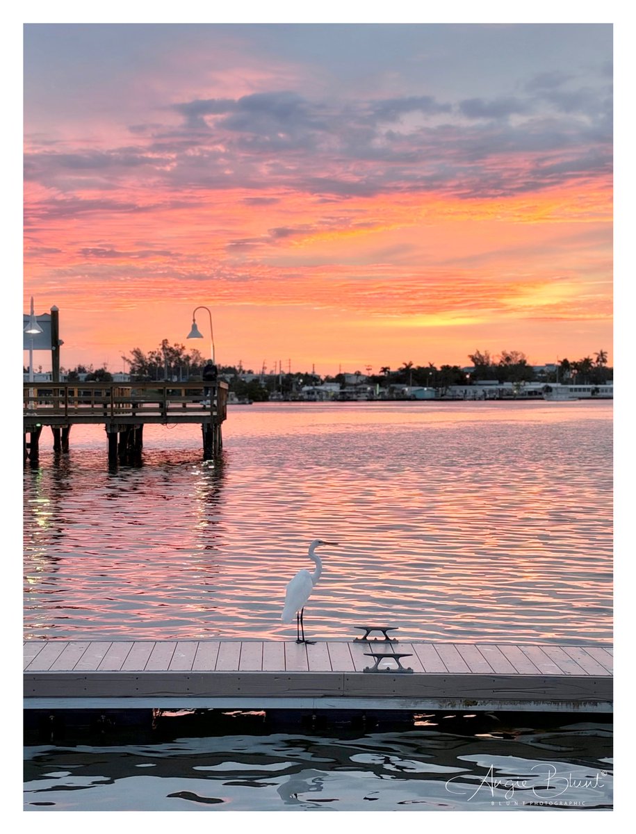 smile1fish's tweet photo. The pre-sunrise colors were so dramatic yesterday. I love how this Great Egret stood tall with the beautiful colors all around him. They are such regal birds. ~Docks by the Bridge Street Pier (9-29-26) ❤️ 📷 Angie Blunt #annamariaisland https://t.co/oxgdkDA3Wu