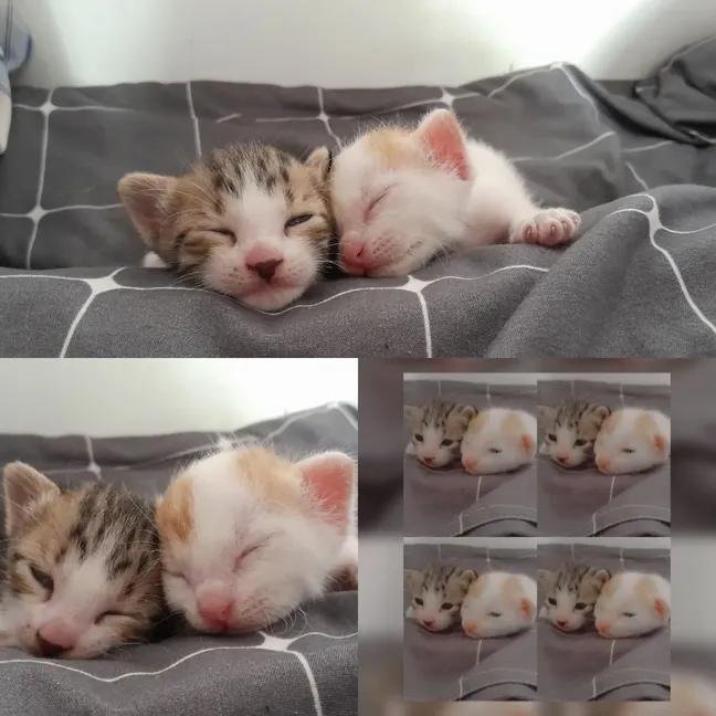 catpostaura's tweet photo. https://t.co/0snGV34zAe