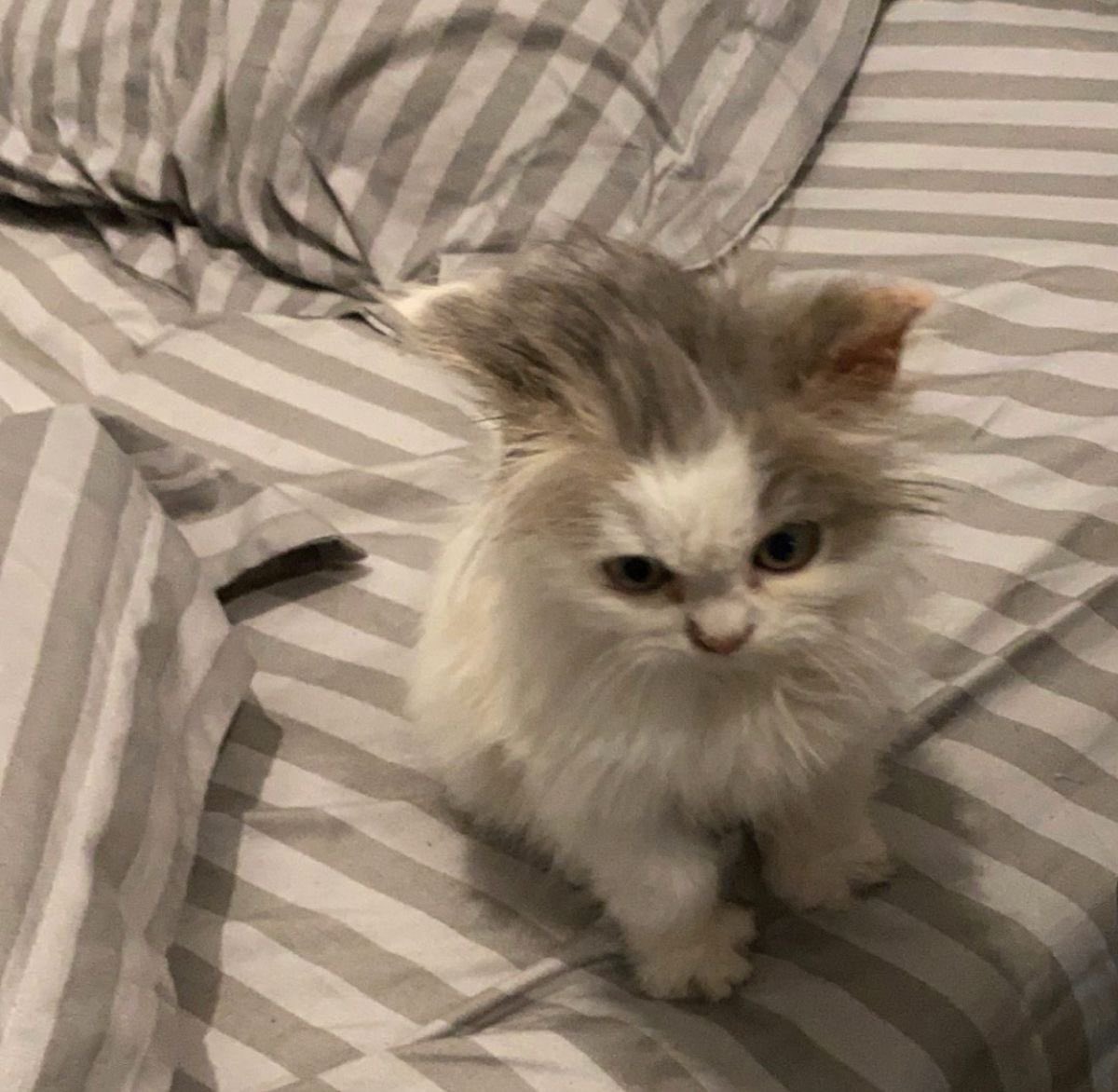 kitteete's tweet photo. sleepy kittae 𐔌՞- . -՞𐦯 ᶻ𝗓𐰁 https://t.co/q35Cl6TLTK