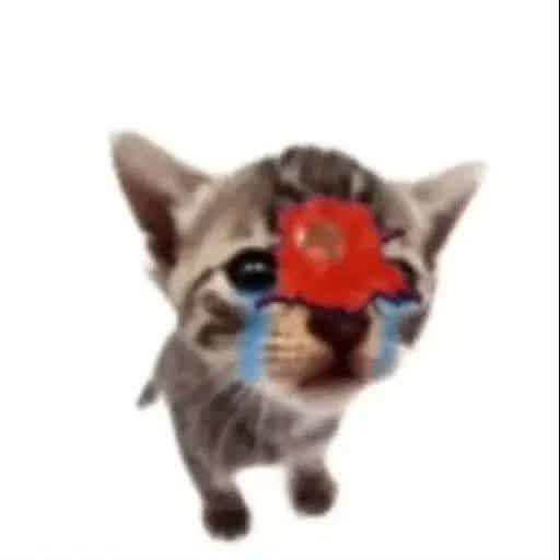 ionnelee's tweet photo. @amoxicilindo e a desvenlafaxina para o pedro NADA https://t.co/5GaWjUNaBT