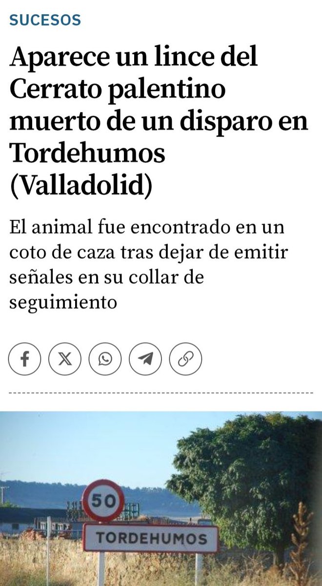 SotoLJorge's tweet photo. Disparado en plena noche. Para esto sirven los visores @JCYL, para disparar a un lince con collar. Gran metodo "selectivo" de caza como se puede apreciar. Luego alguno se pregunta que les pasa a los lobos en la meseta castellana que se "evaporan" @naturalezacyl. https://t.co/Ef1Cn8RkFL