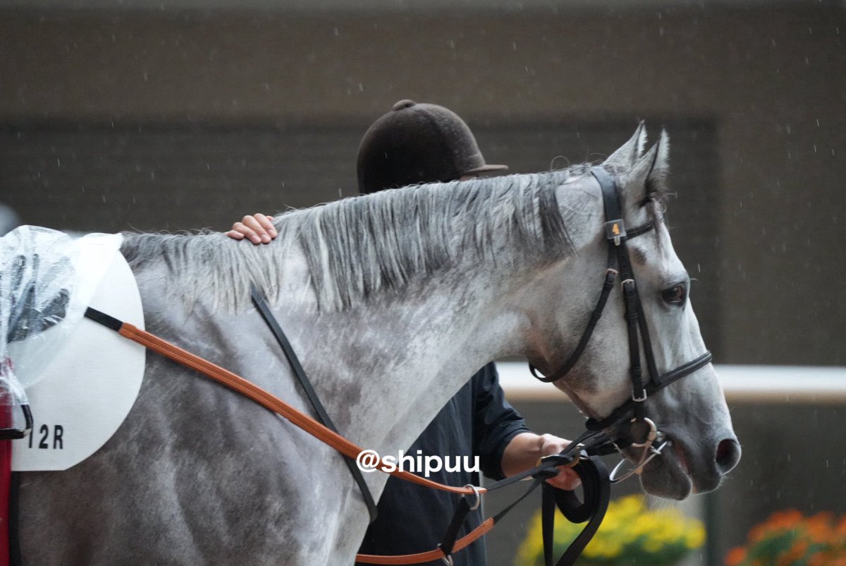 shipuu_'s tweet photo. 26/09/27 阪神競馬場　12R 3歳以上2勝ｸﾗｽ

#ソウルアンドジャズ https://t.co/zluDewgtdh