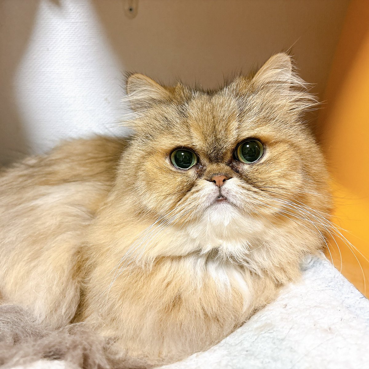 t1pc0i's tweet photo. タケさん7歳になりました🥰長生きしてね😭 https://t.co/V65GUkw3ux