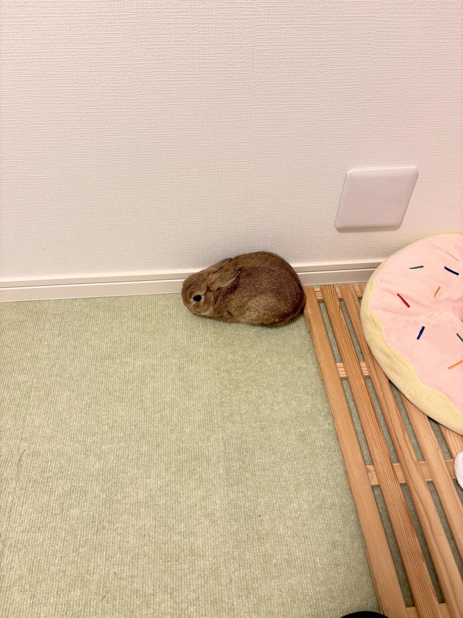 くりまるのお部屋 on X: 