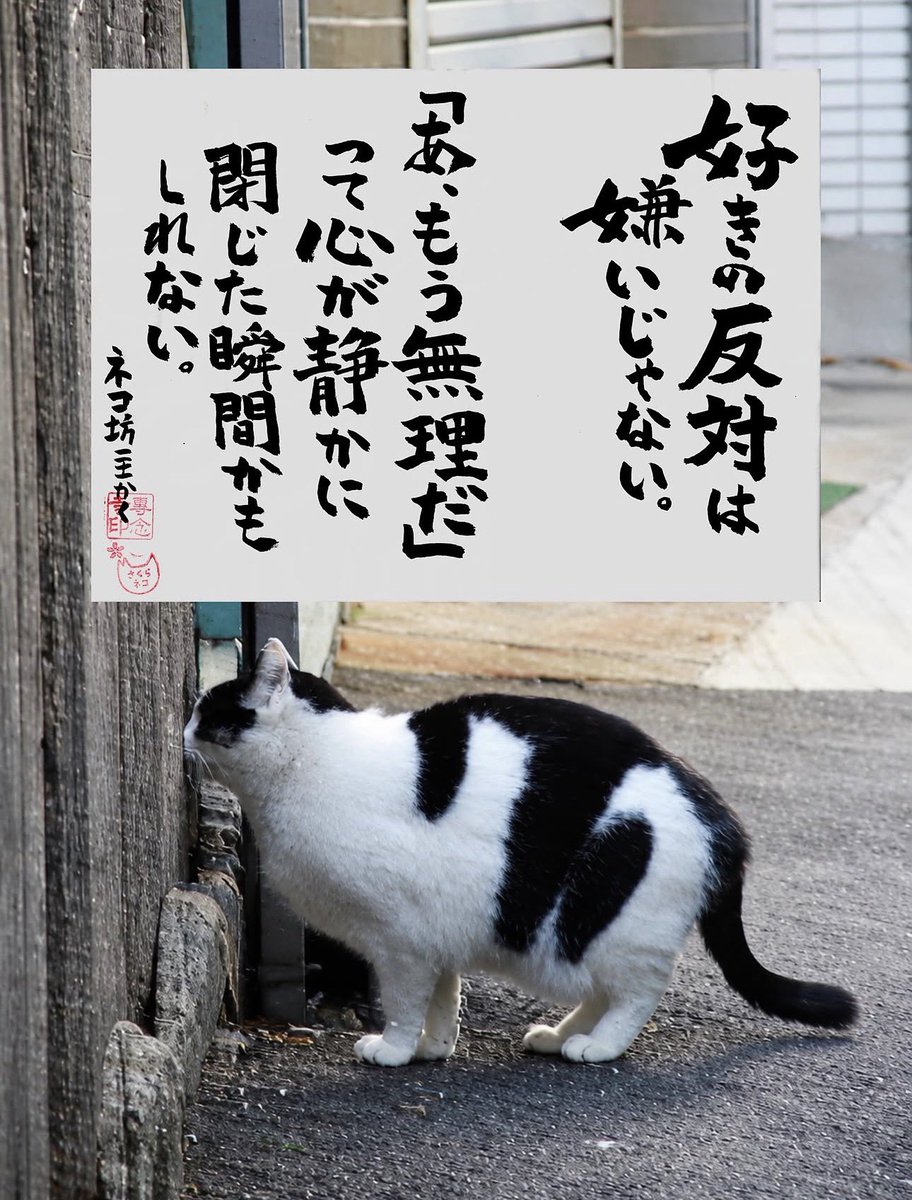 yabumoto610's tweet photo. ネコさんから人間さんへ今日の一言 https://t.co/4TXnlZ0lKd