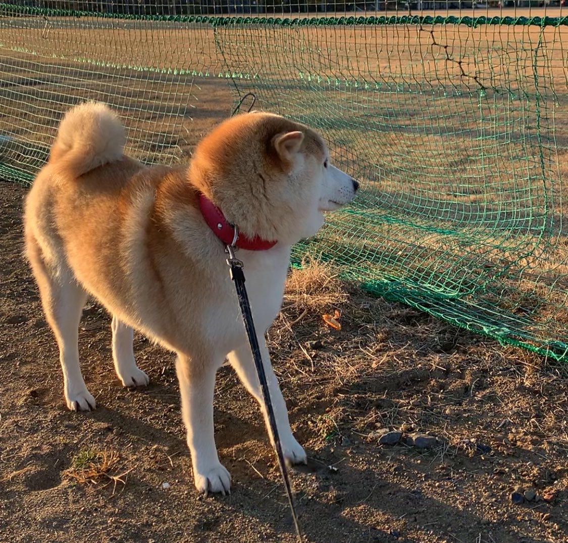 mugimu43060's tweet photo. ともだちづくり失敗する犬 https://t.co/2M8wZii5gd