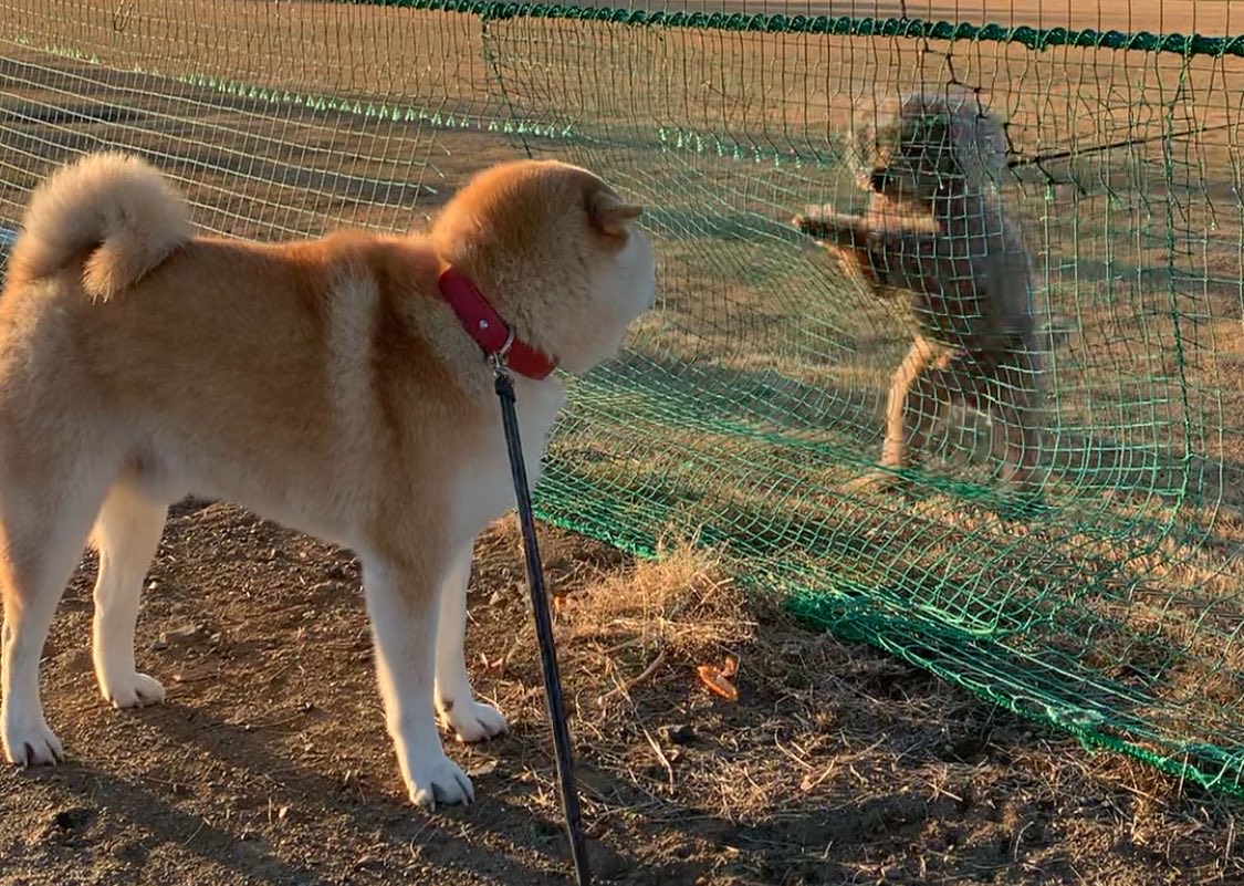 mugimu43060's tweet photo. ともだちづくり失敗する犬 https://t.co/2M8wZii5gd