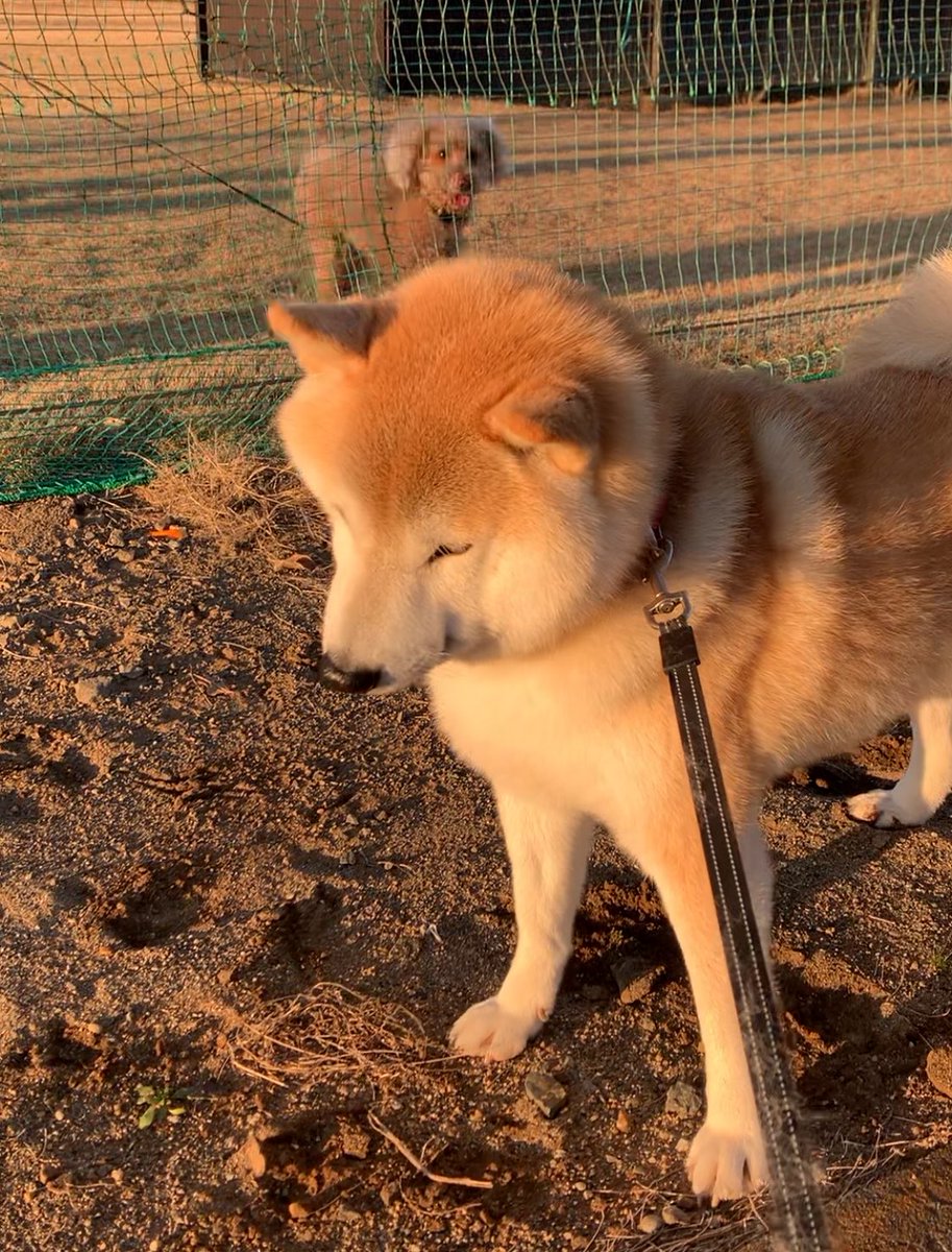 mugimu43060's tweet photo. ともだちづくり失敗する犬 https://t.co/2M8wZii5gd
