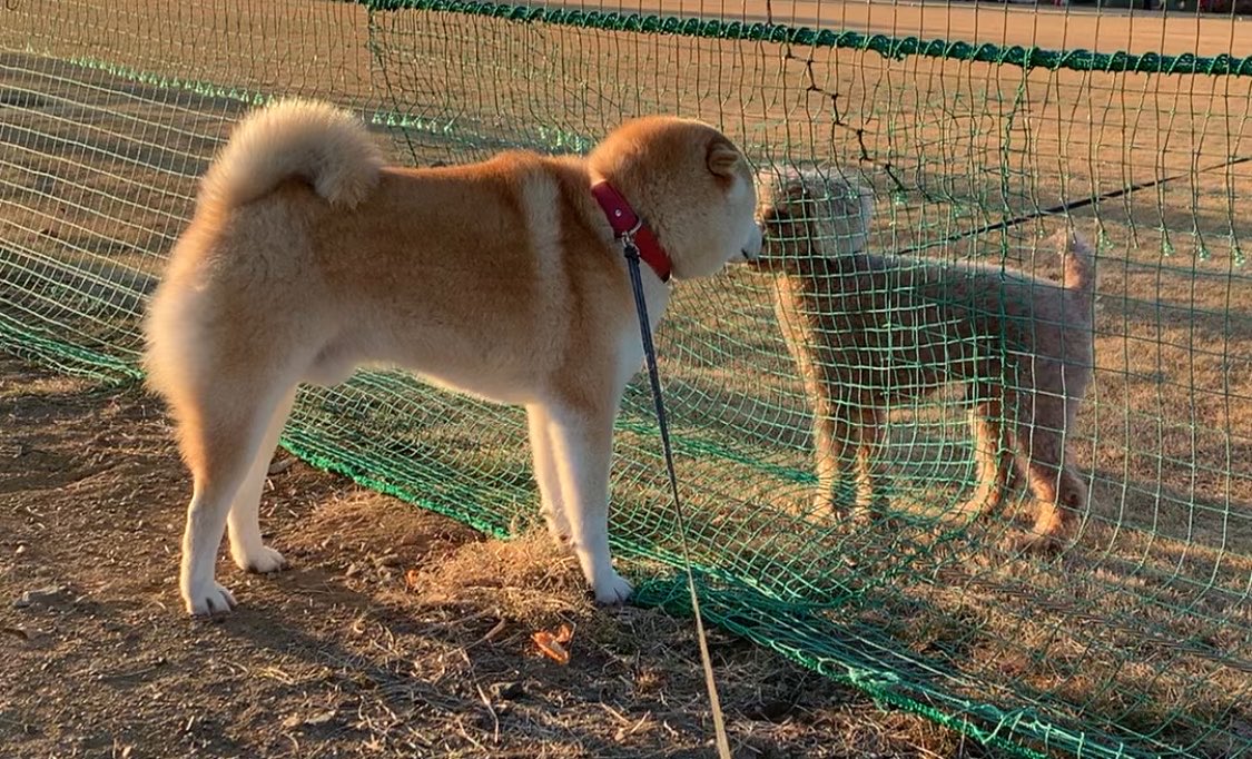 mugimu43060's tweet photo. ともだちづくり失敗する犬 https://t.co/2M8wZii5gd