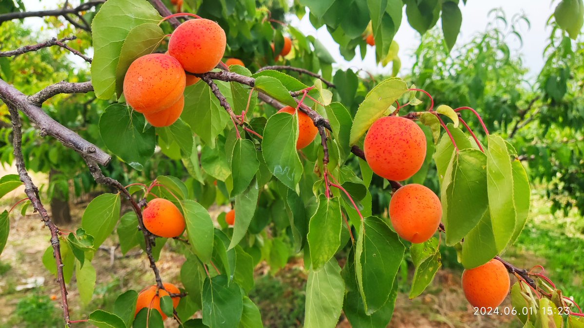 terri_reyn's tweet photo. Just confirmed my grip on this fresh scent of apricot—no room for slack! https://t.co/jzcjS4ogtf