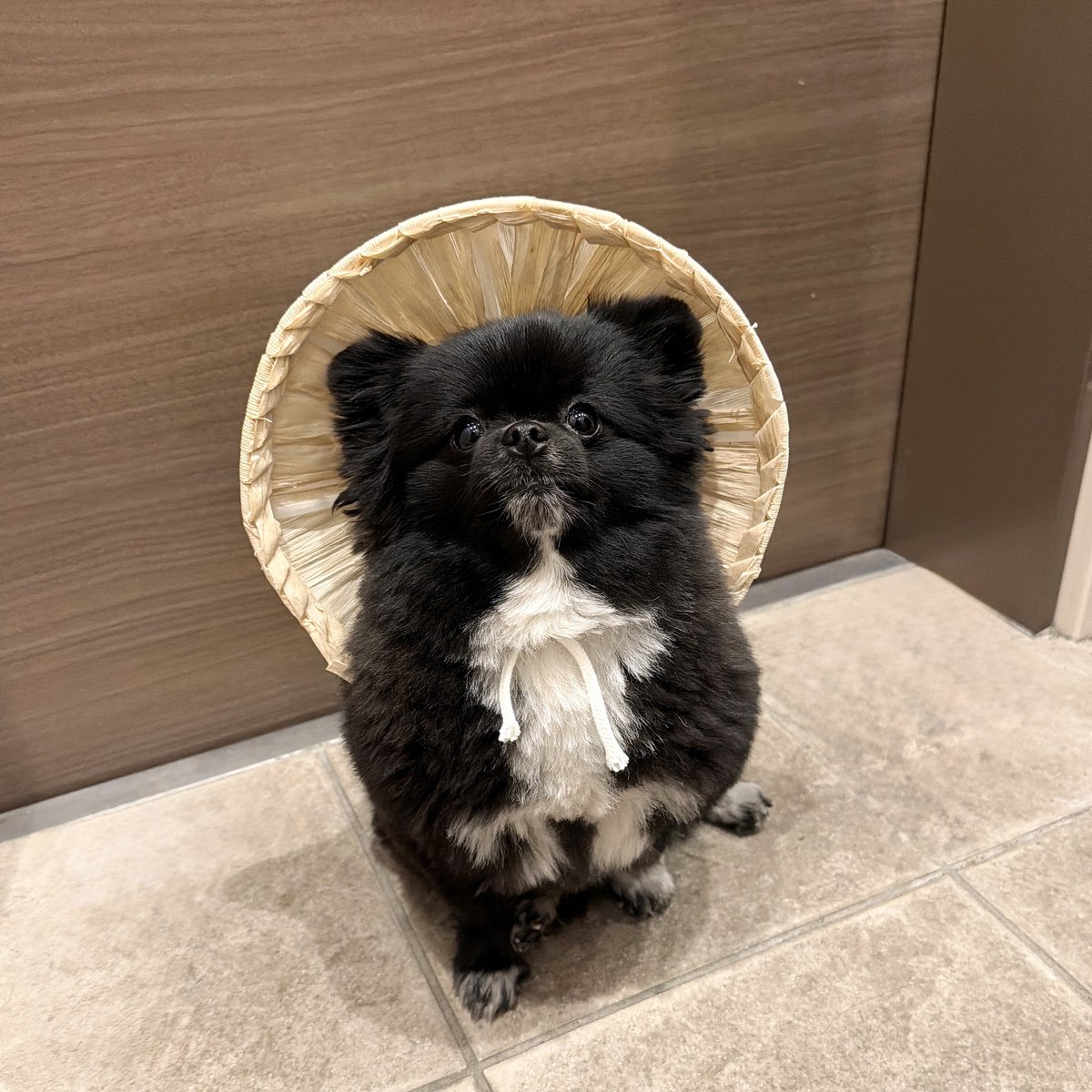 kutsu_shigatanu's tweet photo. あのとき助けていただいた信楽焼のたぬきです。 https://t.co/5dczzRVYdL