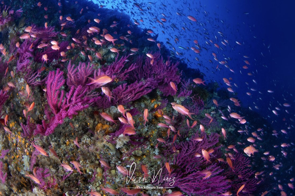 ChecktheSea's tweet photo. Paisaje submarino de Ceuta tapizado de gorgonias y llena de Antias o Fula 3 Colas; una de tantas maravillas que tiene Ceuta y su gente. 

Les tenemos muy presentes, un abrazo amigos Centro de Buceo Ceuta. 

➡️ https://t.co/kZ8dXqPWrT ⬅️ https://t.co/5KTk1j53r5
