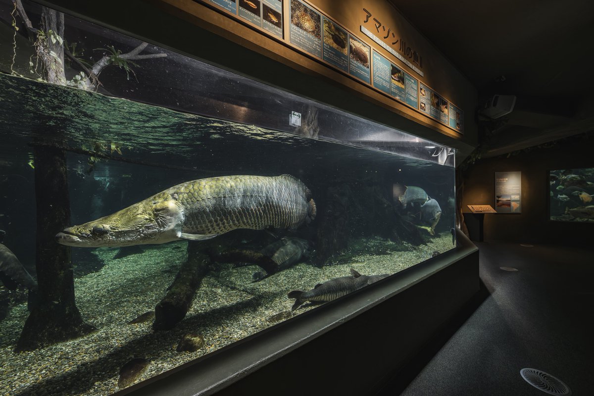 tsukarium's tweet photo. 世界最大級の淡水魚水族館「アクア・トトぎふ」はいいぞ！ https://t.co/M856GMyKrB
