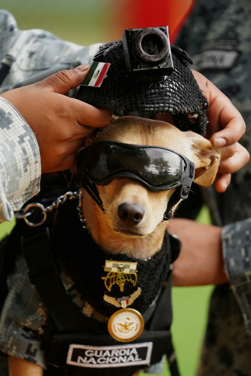 laredcincoradio's tweet photo. #Nacional 🐶 || Conoce a "Comando", un perro chihuahua de 7 kilos y 21 centímetros que forma parte de la Guardia Nacional. Acompaña a las tropas durante eventos cívicos y ferias escolares, donde participa en actividades de acercamiento con la ciudadanía. https://t.co/IQxpuZBDYp