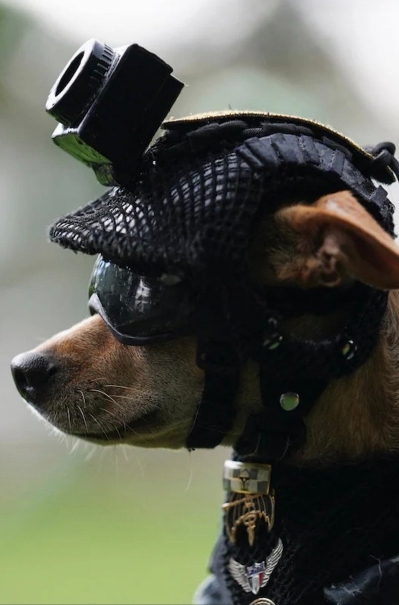 laredcincoradio's tweet photo. #Nacional 🐶 || Conoce a "Comando", un perro chihuahua de 7 kilos y 21 centímetros que forma parte de la Guardia Nacional. Acompaña a las tropas durante eventos cívicos y ferias escolares, donde participa en actividades de acercamiento con la ciudadanía. https://t.co/IQxpuZBDYp