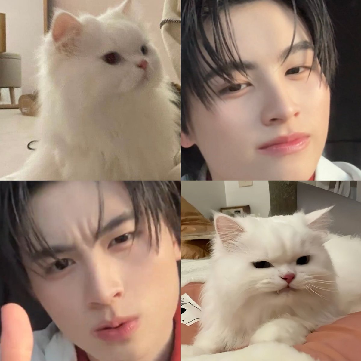 winterjence's tweet photo. แมวขาวชัด ๆ   ꒰ᐢ·͈  ̫ ·͈⑅ᐢ꒱ ୭ https://t.co/wuSF2AzRuN