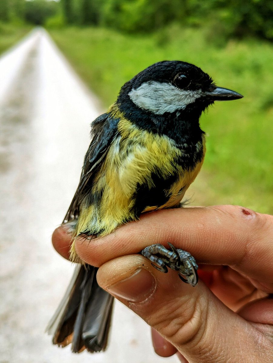 AnimalEcology's tweet photo. This study provides the first continent-scale evidence that carotenoid-based colouration declines along a continuous urbanisation gradient 🏢 🐦‍⬛ 🌍 
 
📖 Read more: https://t.co/6Ubo6lUTBL https://t.co/IFNGUXDcyk