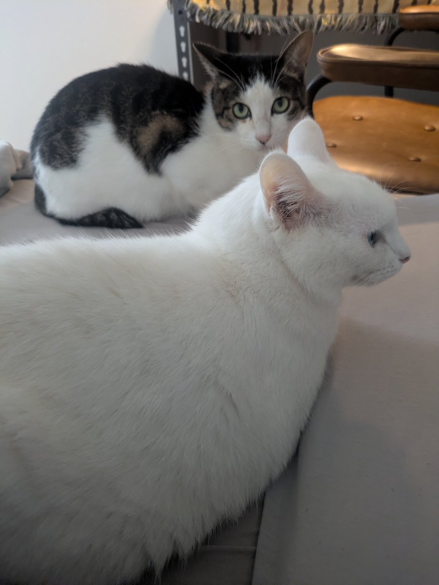 nyoechn's tweet photo. ねこあつまる https://t.co/nVbKKtDlw0