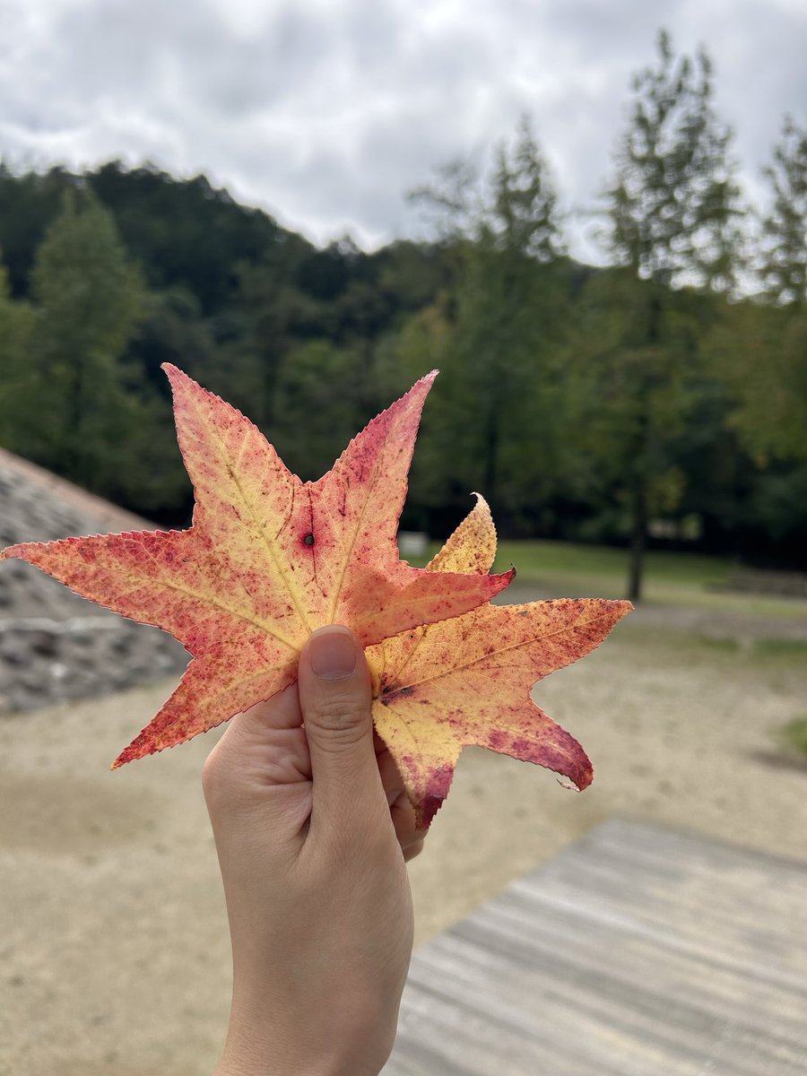 maayacorle's tweet photo. 今朝は3歳の息子の保育園行き渋りがすごくて、諦めて公園おでかけデーにしました。

比較的涼しく心地よい風も吹いていて、秋の訪れを感じました🍁 https://t.co/8kCgDALPDn