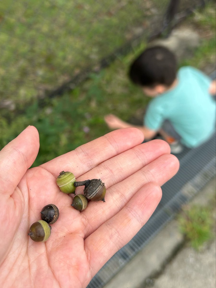 maayacorle's tweet photo. 今朝は3歳の息子の保育園行き渋りがすごくて、諦めて公園おでかけデーにしました。

比較的涼しく心地よい風も吹いていて、秋の訪れを感じました🍁 https://t.co/8kCgDALPDn