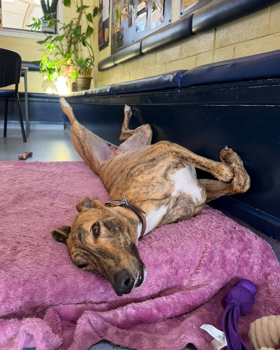 DT_WestCalder's tweet photo. Loosey Goosey Longlegs wants to give you an idea of what he'll look like when snoozing in his future living room🛌💤😴

This gorgeous ex-racing Greyhound is ready to get cosy in his forever home. ideally, with upper-primary aged children and a garden where he can do his morning zoomsies!

He walks great on lead and enjoys going out for his walks, he will happily say hello to other dogs out on walks and is overall a very friendly boy!💛

@dogstrust
#adoptdontshop
#adogisforlife
#dogstrustwestcalder