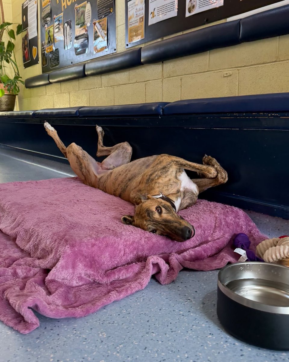 DT_WestCalder's tweet photo. Loosey Goosey Longlegs wants to give you an idea of what he'll look like when snoozing in his future living room🛌💤😴

This gorgeous ex-racing Greyhound is ready to get cosy in his forever home. ideally, with upper-primary aged children and a garden where he can do his morning zoomsies!

He walks great on lead and enjoys going out for his walks, he will happily say hello to other dogs out on walks and is overall a very friendly boy!💛

@dogstrust
#adoptdontshop
#adogisforlife
#dogstrustwestcalder