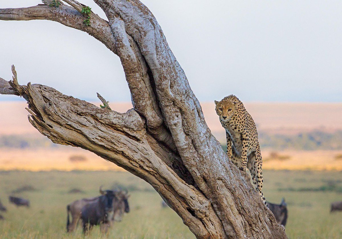 WildraceAfrica's tweet photo. 9-Day Kenya Luxury Tour: Masai Mara → Lake Nakuru → Naivasha → Amboseli → Tsavo West From $3,294 pp
✅ Luxury-tier camps &amp; lodges
✅ Private 4x4 Land Cruiser, pop-up roof

#KenyaSafari #LuxurySafari #MasaiMara #Amboseli #TsavoWest #KenyaLuxury #SafariTravel #WildRaceAfrica https://t.co/PWB5swuTN0