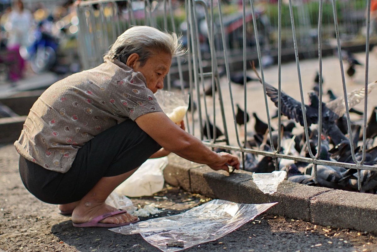 deddyputraKurn1's tweet photo. [Today I spotted a wrinkled elderly woman with trembling hands feeding stray pigeons by the park gate, the soft morning light made this small warm moment extra touching.]， https://t.co/pAAQvizSCd
