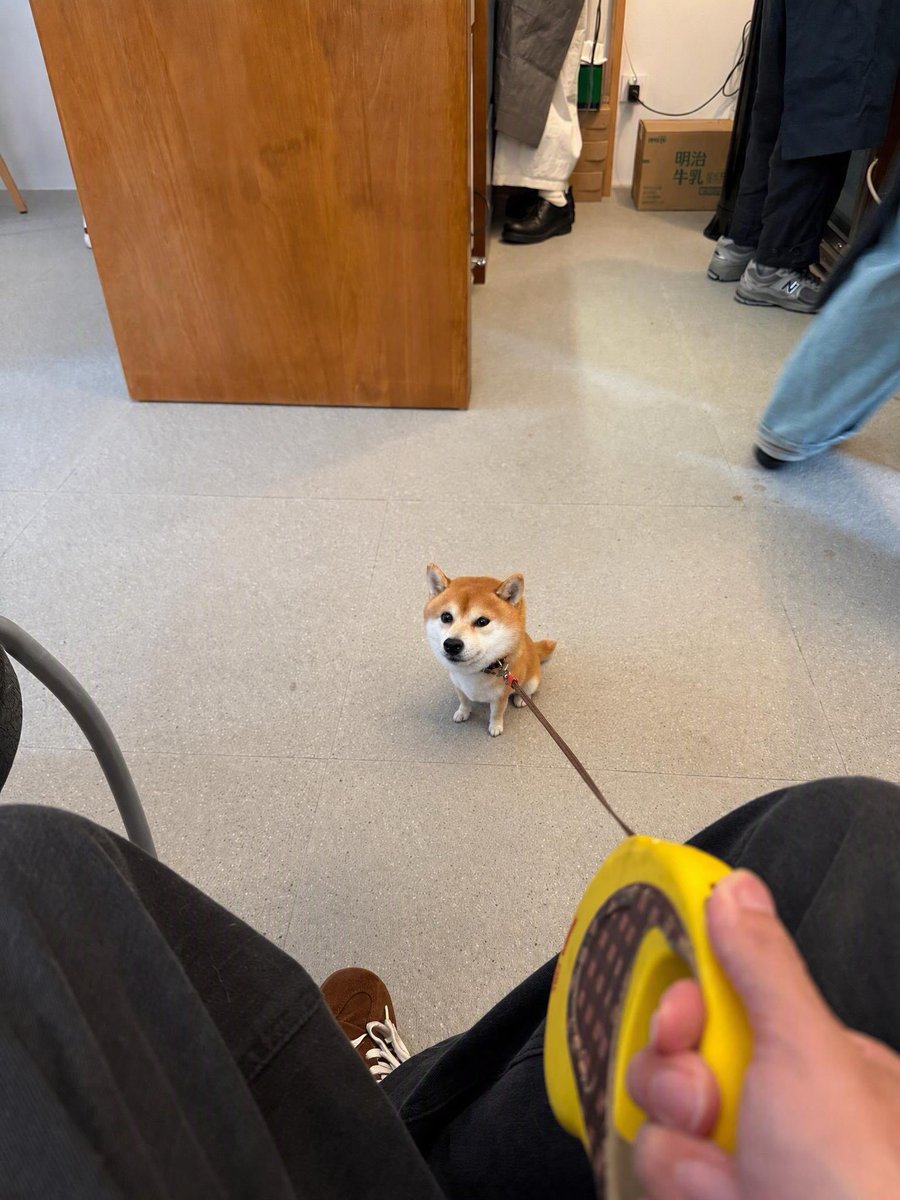 hayhwaaa's tweet photo. 愛おしい犬アカウント https://t.co/u5iFadMaN2