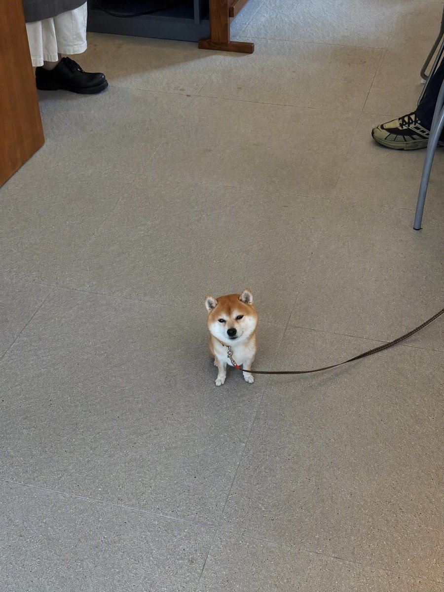 hayhwaaa's tweet photo. 愛おしい犬アカウント https://t.co/u5iFadMaN2