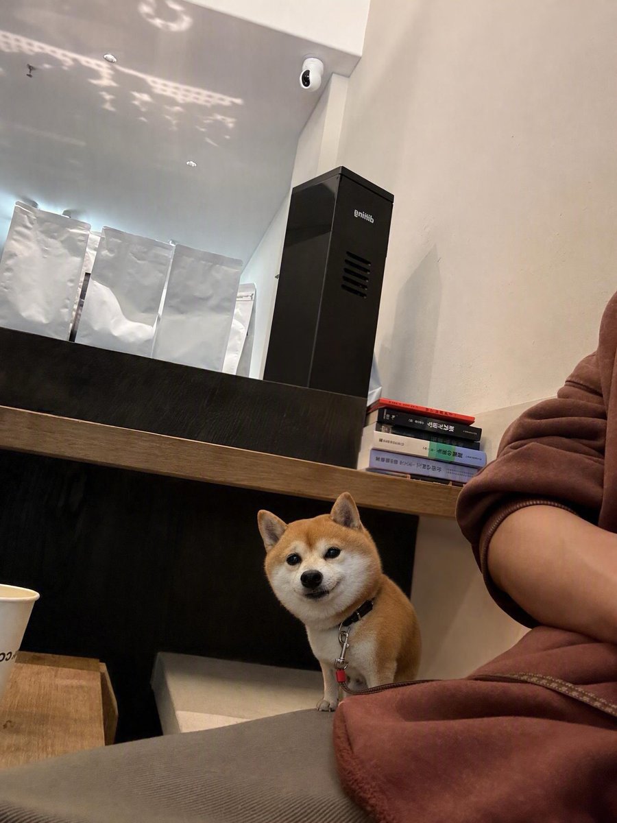 hayhwaaa's tweet photo. 愛おしい犬アカウント https://t.co/u5iFadMaN2