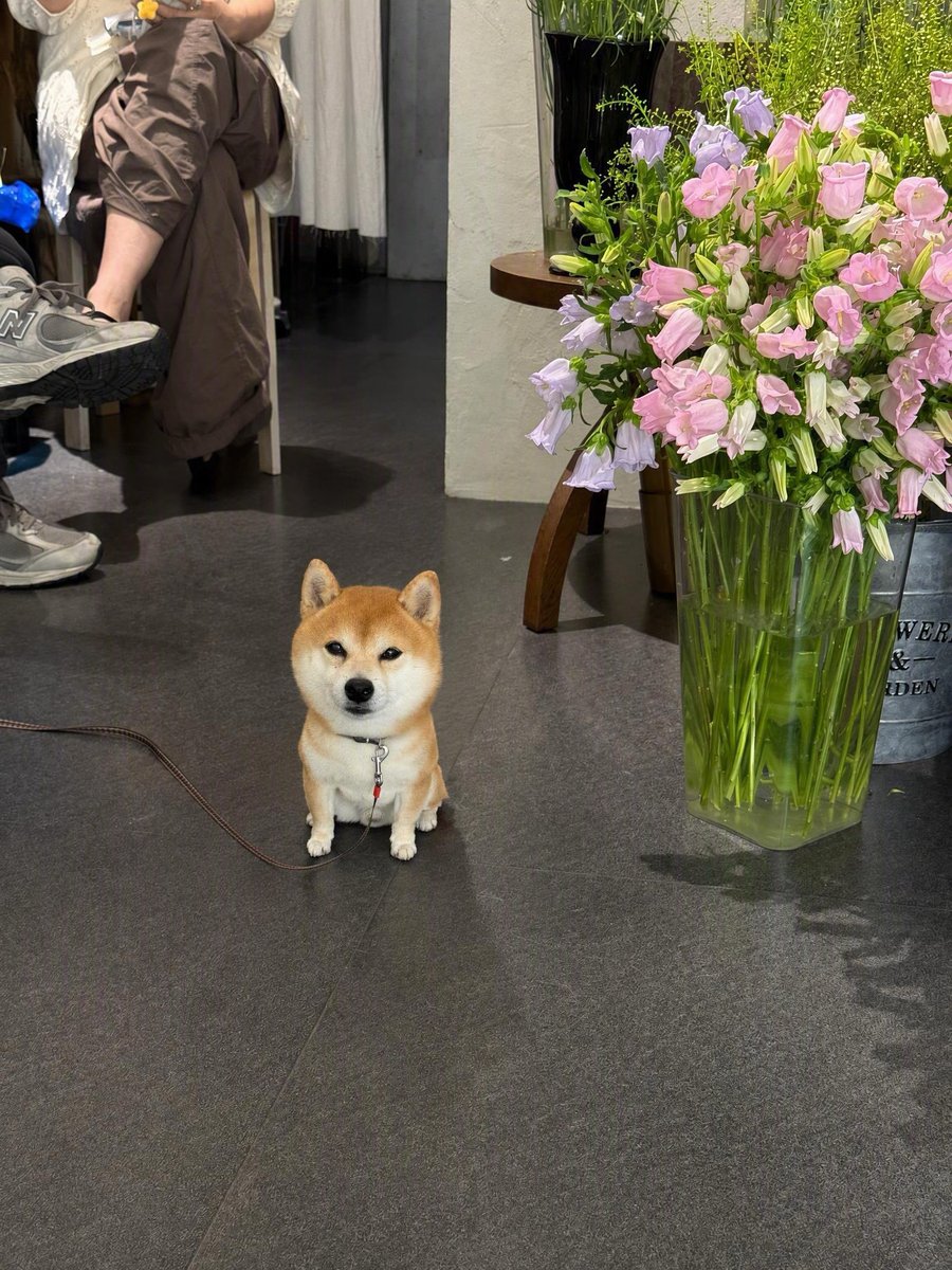hayhwaaa's tweet photo. 愛おしい犬アカウント https://t.co/u5iFadMaN2