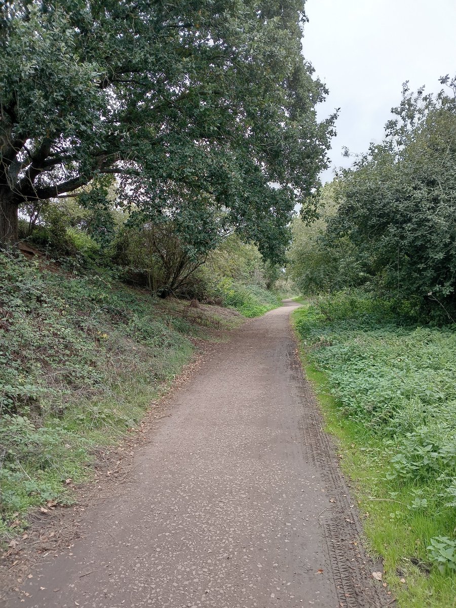 phil0073's tweet photo. Along an old #railway cutting near the site #RingsteadAndAddingtonRailwayStation . The line of the old #NeneValleyRailway run by #LNWR, now a #Greenway. #Northamptonshire. #PhilOnaBike #WednesdayWander #FootpathFriday #Cycling #BywayFriday #treepeople https://t.co/aDFMbRh2TR
