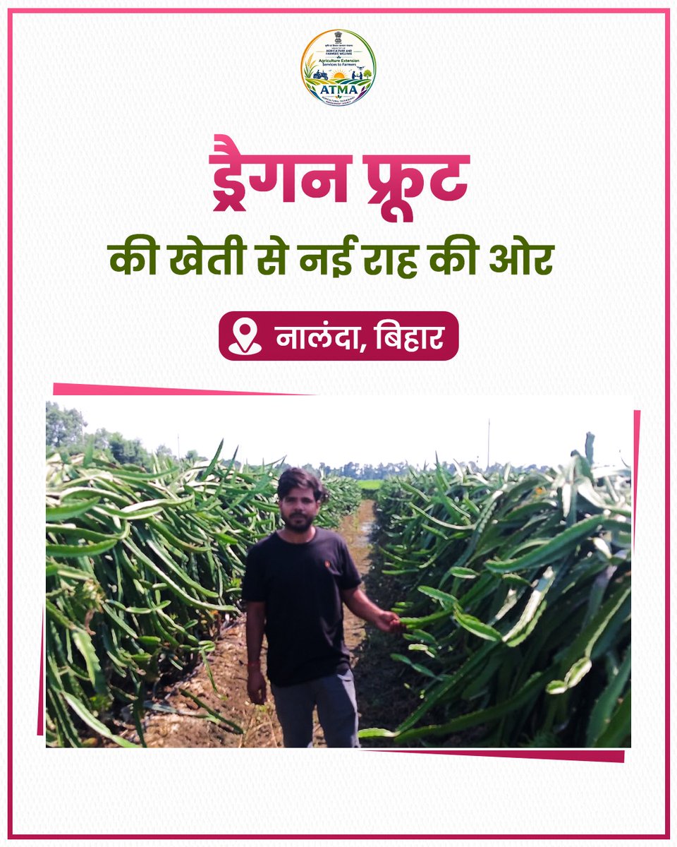atmaagri's tweet photo. ड्रैगन फ्रूट की खेती से नई राह
नालंदा, बिहार के लच्छू बिगहा गांव के श्री सुजीत पटेल ने आधुनिक तकनीक और बेहतर प्रबंधन के साथ ड्रैगन फ्रूट की खेती अपनाई है। उनकी यह पहल कृषि विविधीकरण की दिशा में आसपास के किसानों के लिए प्रेरणादायक उदाहरण बन रही है।
#ATMA #ProgressiveFarmer #Bihar https://t.co/q1DWlSq3QW