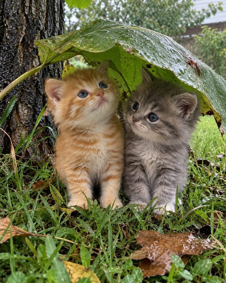 lovers_nat50484's tweet photo. Rainy time ☔ https://t.co/zRRCHVyU85