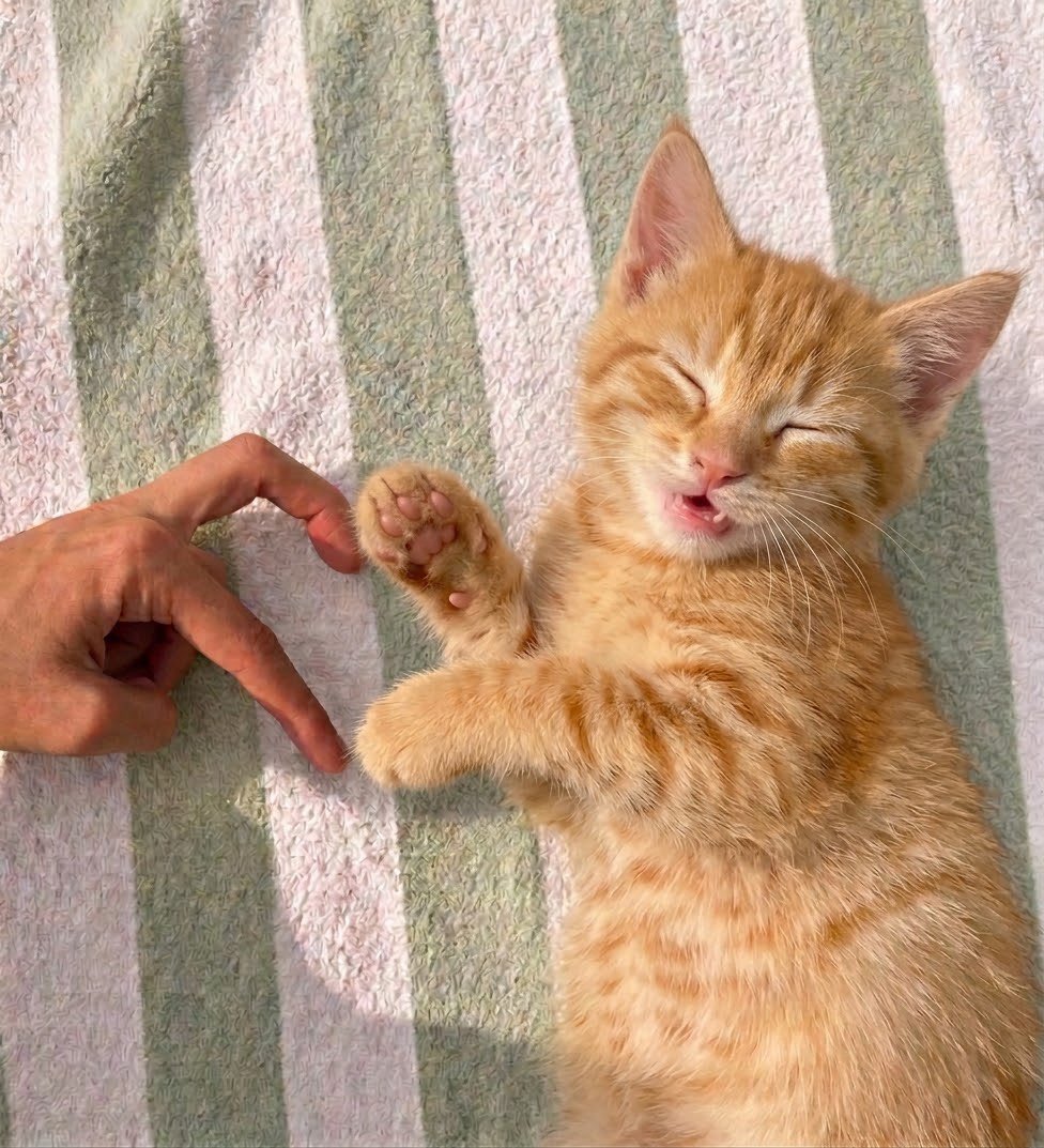 prtygal777's tweet photo. happy little boy https://t.co/TPnvIEFkIy