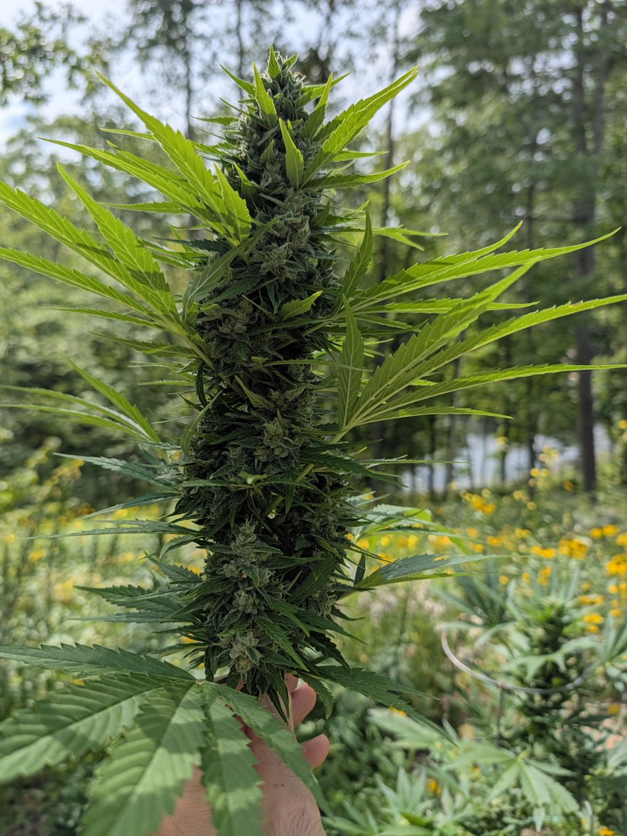 NorthernJoints's tweet photo. @alphatrends I must have the same heirloom seeds! 

Good for you for being open about your garden. The comments however remind me how close-minded people can be. Fck em. https://t.co/ScdcWnt87A