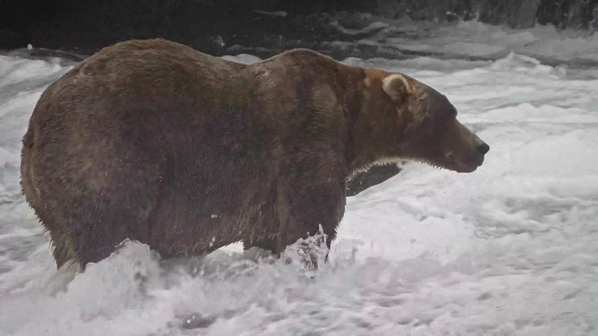 BearOTD_'s tweet photo. Today’s Bear of the Day is 89 Backpack from Katmai National Park!

Backpack, named for his tendency to ride on his mother’s back as a cub, is officially this year’s Fat Bear Week Champion! Congratulations, Backpack! #beartwt #fatbearweek https://t.co/XI78WkAxTo