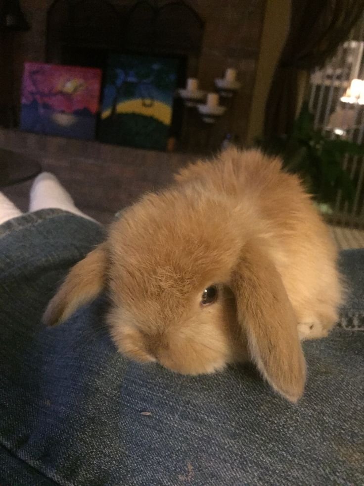 paintmycleric's tweet photo. WAIT AWWWW AWWW THATS SO CUTE I CANT 😭😭😭😭 BUNBYLER I'm imagining them as the bunnies from that bambi disney movie AND AWWWWWW 😭😭😭❤️‍🩹❤️‍🩹❤️‍🩹 https://t.co/pZitCldMcO