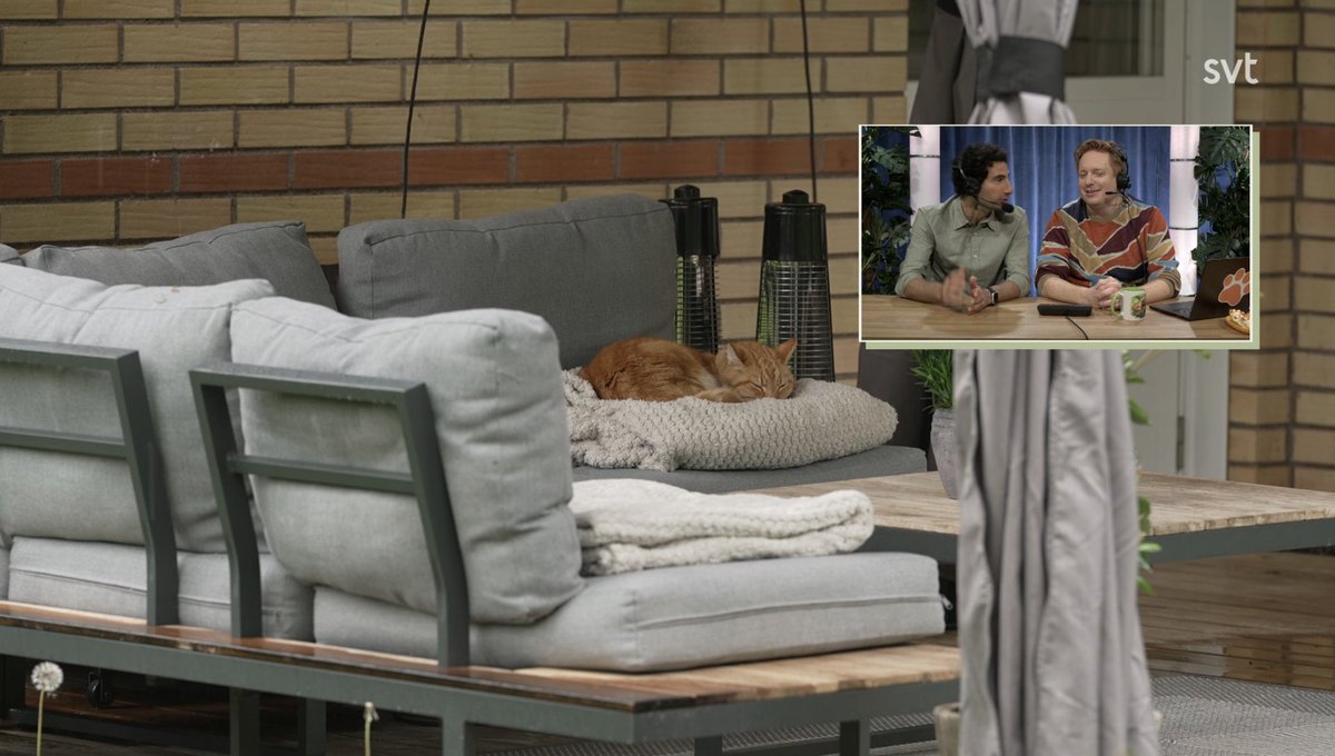 joakial_'s tweet photo. On Swedish public television, you can watch the cat Luffar-Lasse and everything he does for 8 hours straight. https://t.co/lIrCcgmFFR