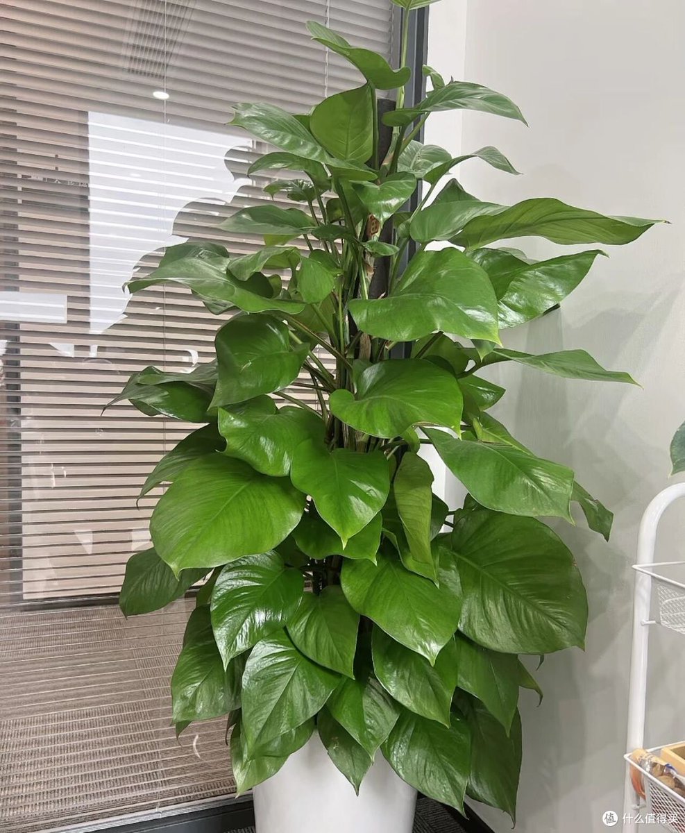 Arkins6y's tweet photo. Para que tu planta de pothos crezca sana: rocía sus hojas con agua una vez a la semana y evita el sol directo. https://t.co/4cdVznrBBv