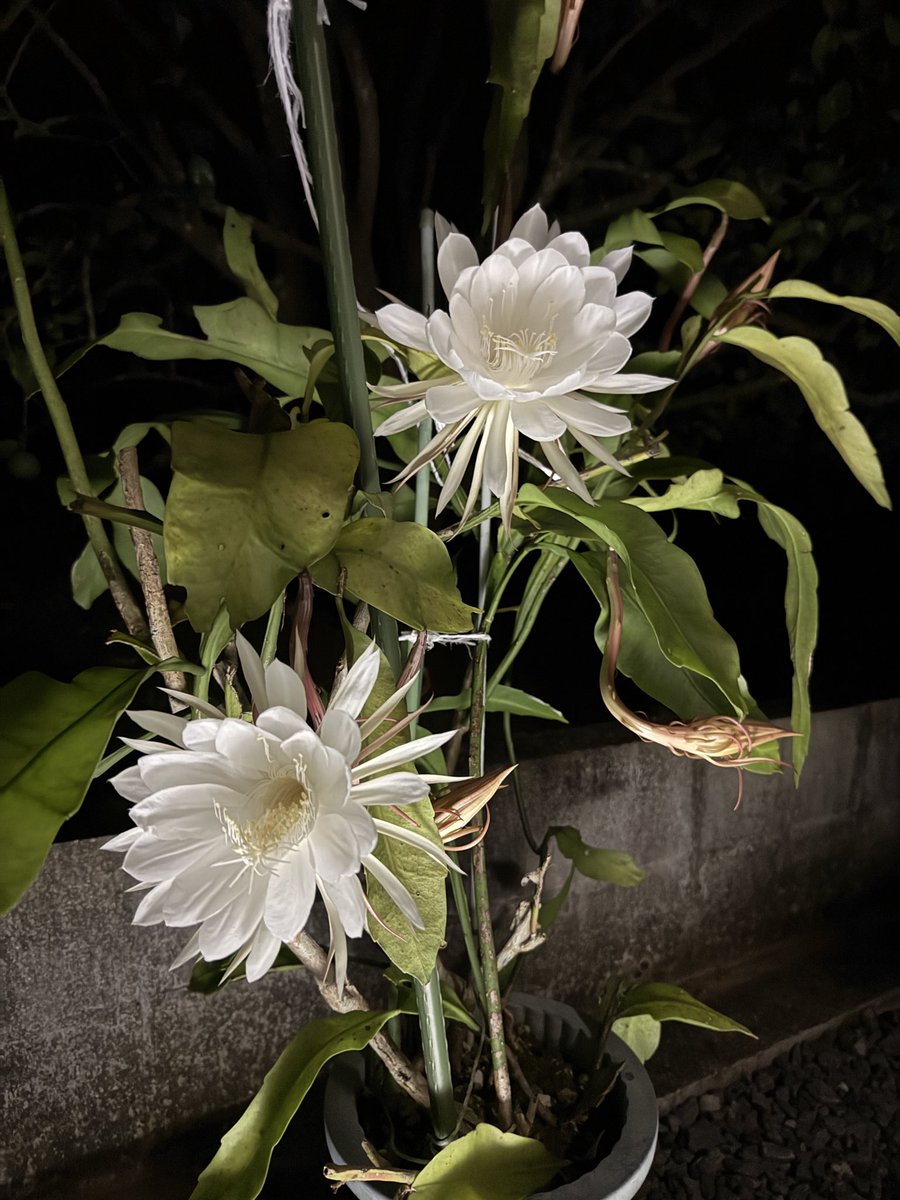 kenpeeter2902's tweet photo. 「満開でよいでしょう」 https://t.co/TXbjTQ6Hi8