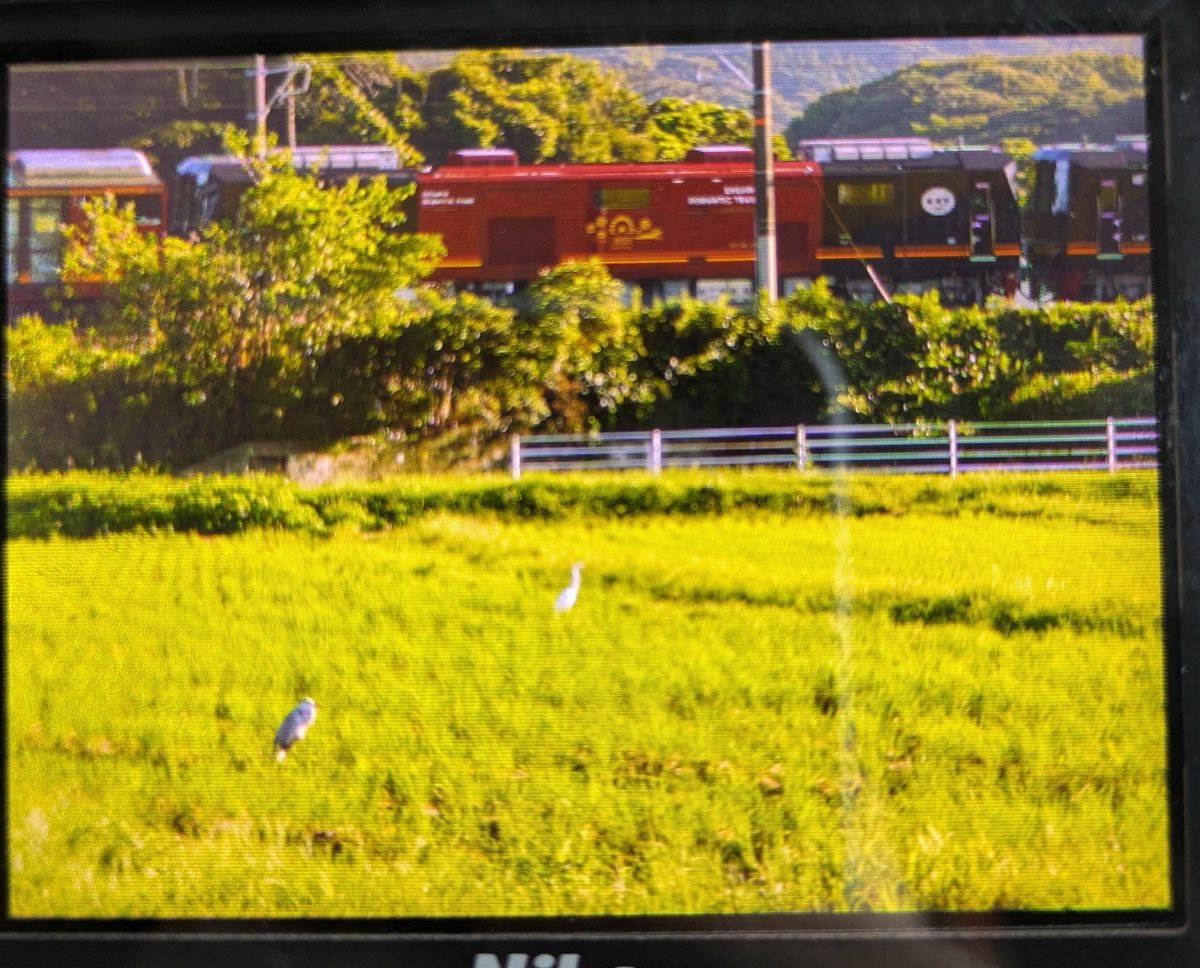 ciel9600's tweet photo. 嵯峨野トロッコと青鷺。 https://t.co/Vfdik9PM9h