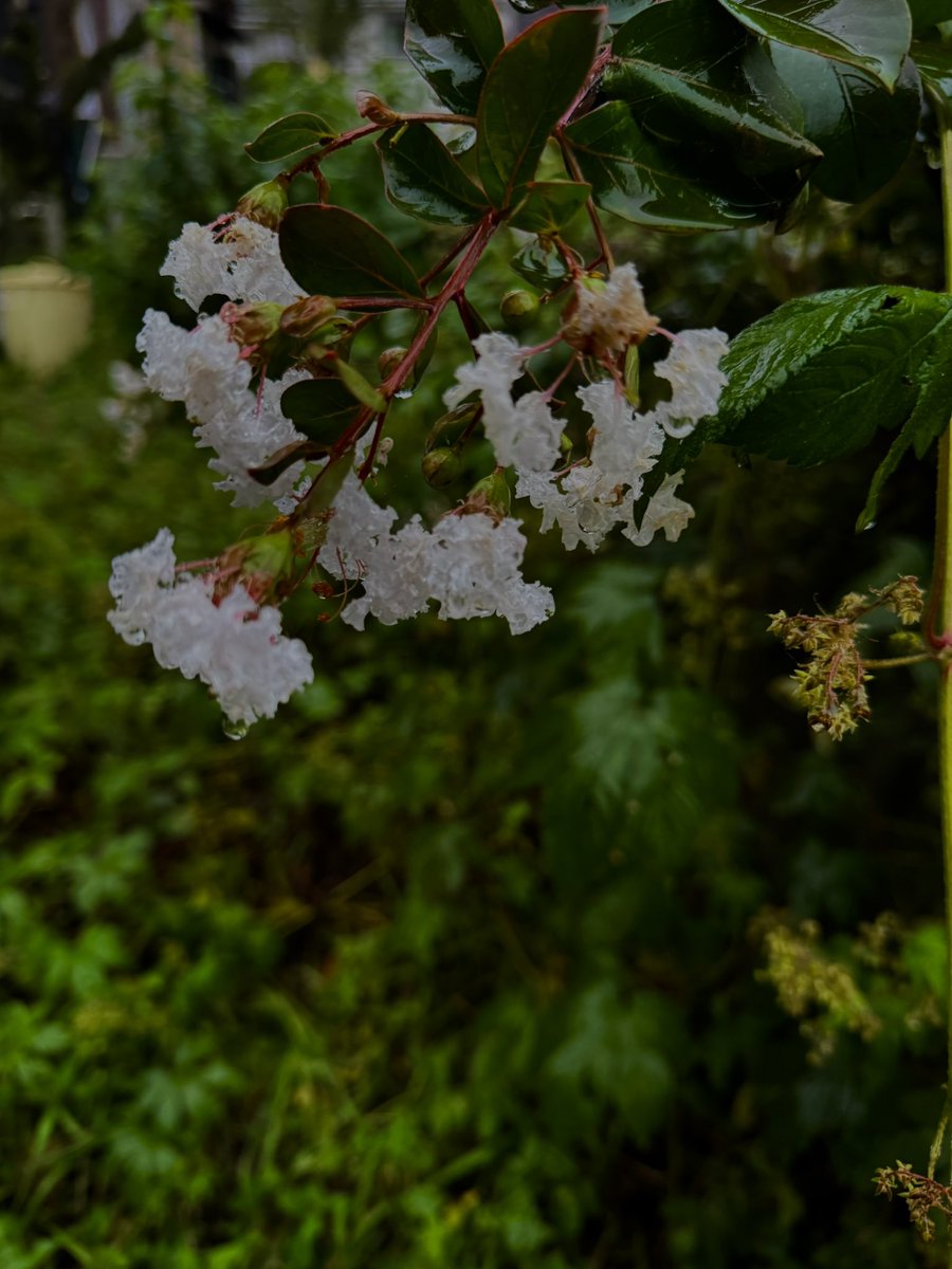 _gingerol tweet picture