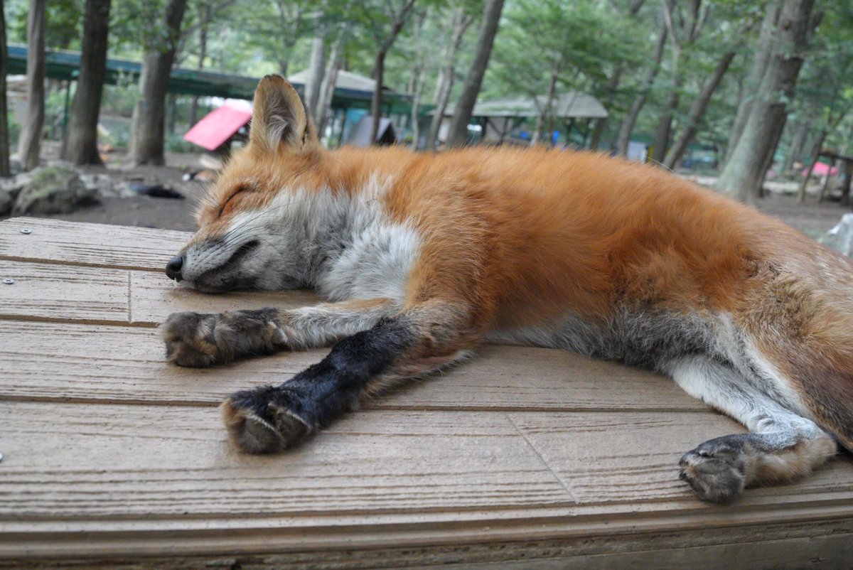 ttt_zegu952's tweet photo. ぐー💤ちょき✌️ぱー🦊 https://t.co/WAf70Noe6H